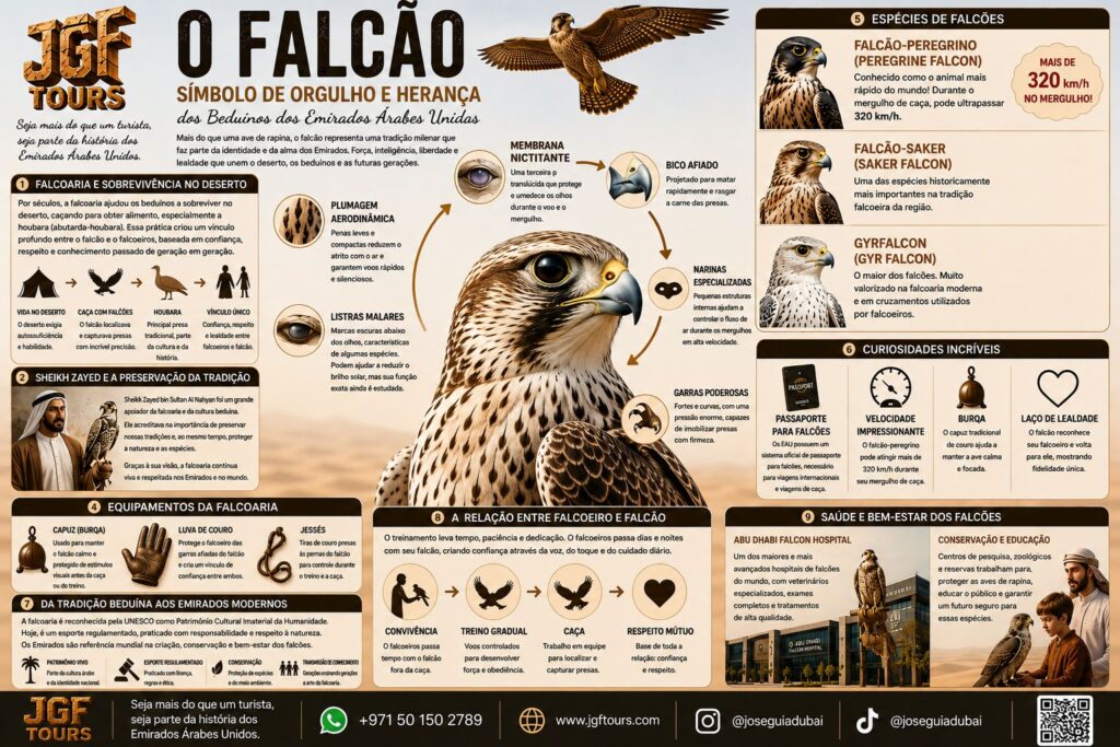 Infográfico educativo da JGF TOURS sobre o falcão nos Emirados Árabes Unidos, explicando anatomia e adaptações para a caça no deserto, tradição da falcoaria, relação histórica com os beduínos e importância do falcão na cultura e no patrimônio emiradense