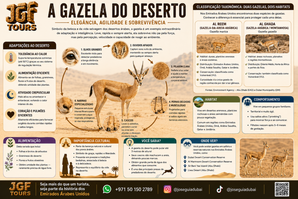 Infográfico educativo sobre a gazela do deserto nos Emirados Árabes Unidos, incluindo a gazela-da-areia-arábica Al Reem e a gazela-arábica, suas adaptações ao deserto, habitat, comportamento e importância cultural. Conteúdo da JGF Tours sobre fauna, cultura e natureza dos Emirados Árabes Unidos para turistas brasileiros em Dubai e Abu Dhabi.