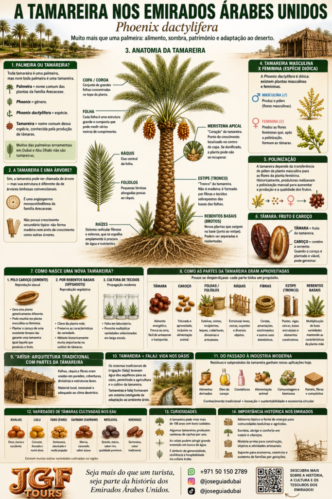 Infográfico educativo da JGF Tours sobre a tamareira (Phoenix dactylifera) nos Emirados Árabes Unidos, explicando sua estrutura, folhas, tâmaras, formas de propagação e adaptações ao ambiente árido, além dos usos tradicionais e modernos e de sua importância para a alimentação, agricultura, hospitalidade, cultura, história e patrimônio emiradense.