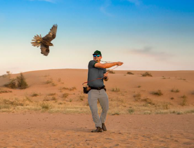 Infográfico educativo da JGF TOURS sobre o falcão nos Emirados Árabes Unidos, explicando anatomia e adaptações para a caça no deserto, tradição da falcoaria, relação histórica com os beduínos e importância do falcão na cultura e no patrimônio emiradense