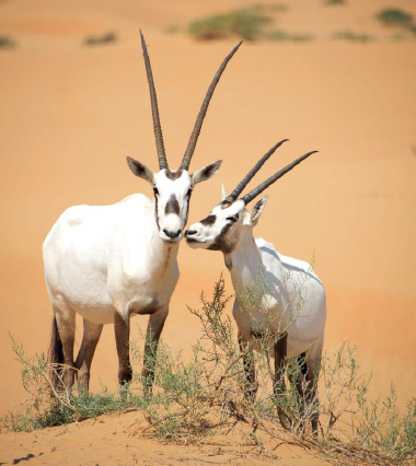 Infográfico educativo da JGF Tours sobre o órix-árabe (Oryx leucoryx) nos Emirados Árabes Unidos, apresentando anatomia, adaptações à vida no deserto, alimentação, habitat e importância cultural, além da história de conservação e reintrodução da espécie como símbolo da fauna e do patrimônio natural emiradense.