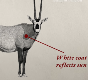 Infográfico educativo da JGF Tours sobre o órix-árabe (Oryx leucoryx) nos Emirados Árabes Unidos, apresentando anatomia, adaptações à vida no deserto, alimentação, habitat e importância cultural, além da história de conservação e reintrodução da espécie como símbolo da fauna e do patrimônio natural emiradense.