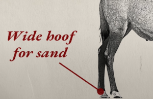Infográfico educativo da JGF Tours sobre o órix-árabe (Oryx leucoryx) nos Emirados Árabes Unidos, apresentando anatomia, adaptações à vida no deserto, alimentação, habitat e importância cultural, além da história de conservação e reintrodução da espécie como símbolo da fauna e do patrimônio natural emiradense.