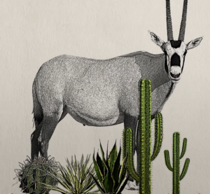 Infográfico educativo da JGF Tours sobre o órix-árabe (Oryx leucoryx) nos Emirados Árabes Unidos, apresentando anatomia, adaptações à vida no deserto, alimentação, habitat e importância cultural, além da história de conservação e reintrodução da espécie como símbolo da fauna e do patrimônio natural emiradense.