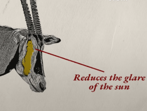 Infográfico educativo da JGF Tours sobre o órix-árabe (Oryx leucoryx) nos Emirados Árabes Unidos, apresentando anatomia, adaptações à vida no deserto, alimentação, habitat e importância cultural, além da história de conservação e reintrodução da espécie como símbolo da fauna e do patrimônio natural emiradense.